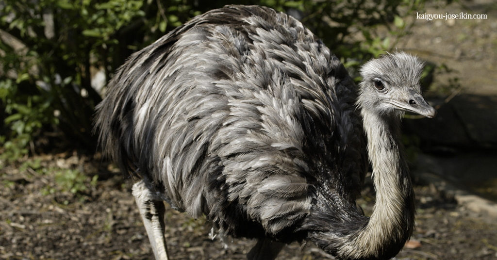GREATER RHEA นกกระจอกเทศพันธุ์ใหญ่ เป็นนกที่บินไม่ได้ชนิดหนึ่ง ซึ่งมีถิ่นกำเนิดในภาคตะวันออกของอเมริกาใต้ นกกระจอกเทศ