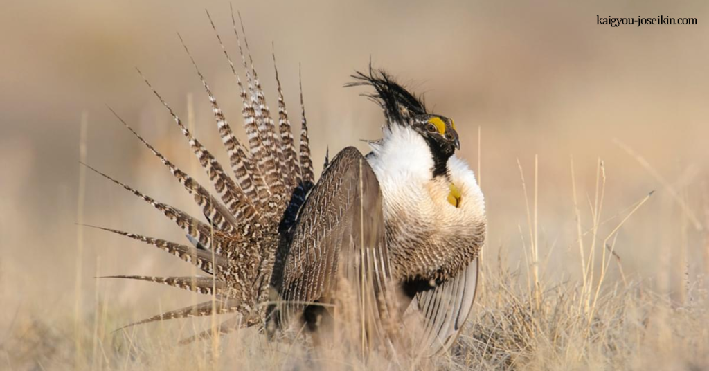GUNNISON SAGE-GROUSE กันนิสัน เซจ-เกราส์ มันคล้ายกับนกแสก แต่มีขนาดเล็กกว่าประมาณหนึ่งในสามโดยมีขนหนากว่าด้านหลังศีรษะมาก