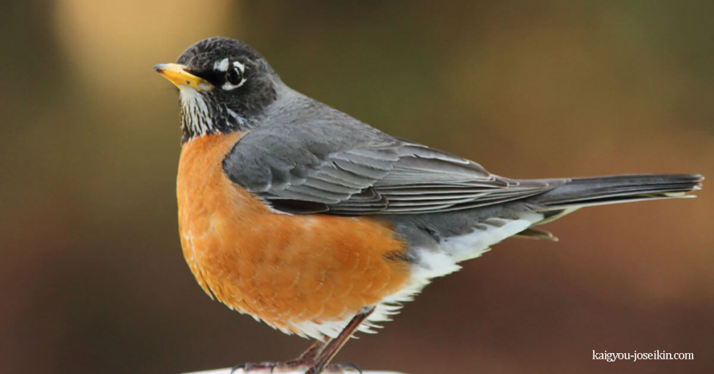 AMERICAN ROBIN นกโรบินอเมริกัน เป็นนกขับขานอพยพที่อยู่ในตระกูลนักร้องหญิงอาชีพ มันถูกตั้งชื่อตามโรบินยุโรปเพราะอกสีส้มอมแดง