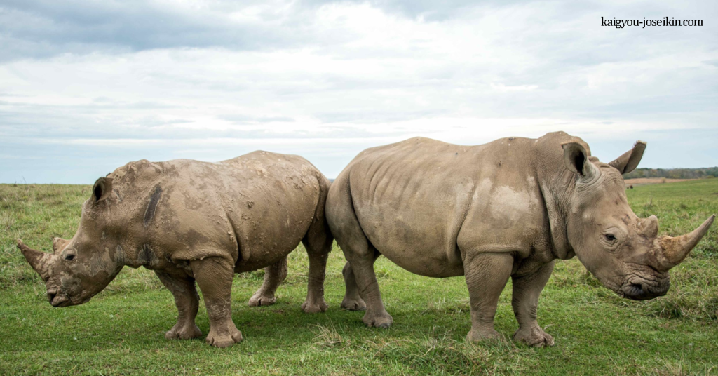 WHITE RHINOCEROS แรดขาว เป็นสัตว์เลี้ยงลูกด้วยนมที่ใหญ่เป็นอันดับสองของโลก เมื่อใกล้จะสูญพันธุ์ แรดขาวได้รับการช่วยเหลือได้สำเร็จ