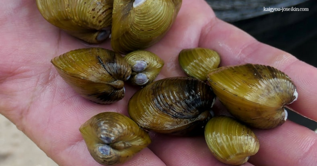 CORBICULA FLUMINEA - news about animals