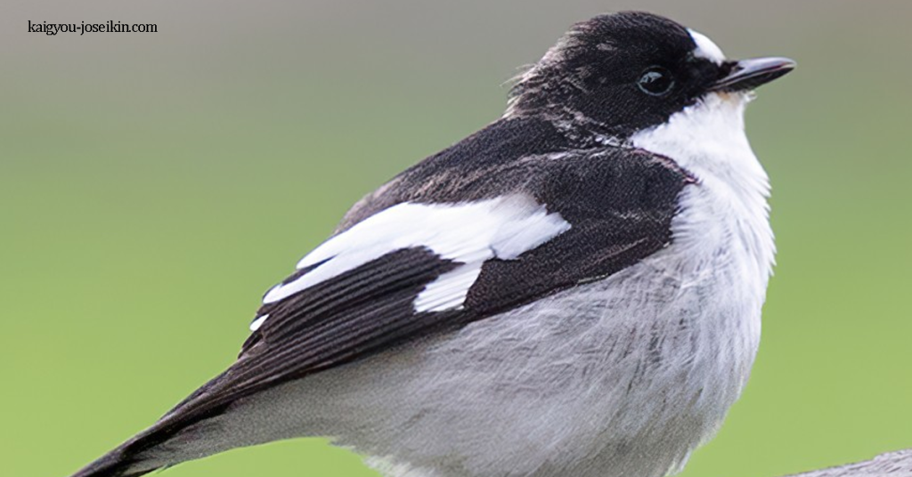 EUROPEAN PIED FLYCATCHER นกกาเหว่า เป็นนกพาสเซอรีนขนาดเล็ก มันแพร่พันธุ์ในยุโรปส่วนใหญ่และทั่วพาลีอาร์กติกตะวันตก
