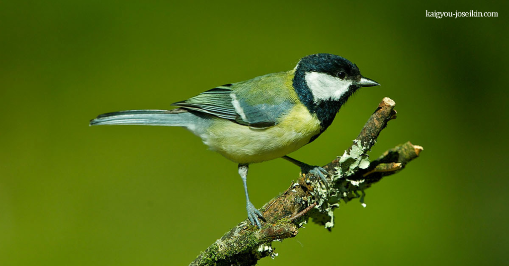 GREAT TIT เป็นนกขับขานที่แพร่หลายและพบได้ทั่วไปทั่วยุโรป มันปรับตัวได้ดีกับการเปลี่ยนแปลงของมนุษย์ในสภาพแวดล้อมและเป็นนก