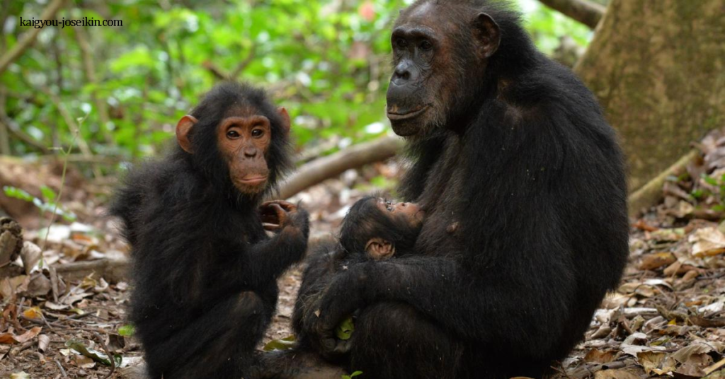 COMMON CHIMPANZEE ชิมแปนซี เป็นสายพันธุ์หนึ่งของลิงใหญ่ที่มีถิ่นกำเนิดในป่าและทุ่งหญ้าสะวันนาของแอฟริกาเขตร้อน