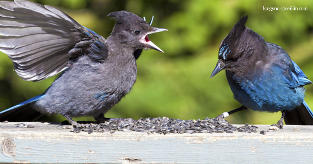STELLER JAY เจย์สเตลเลอ เป็นนกพื้นเมืองทางตะวันตกของทวีปอเมริกาเหนือมีอีกชื่อหนึ่งว่านกเจย์หงอนยาว , นกเจย์ภูเขา