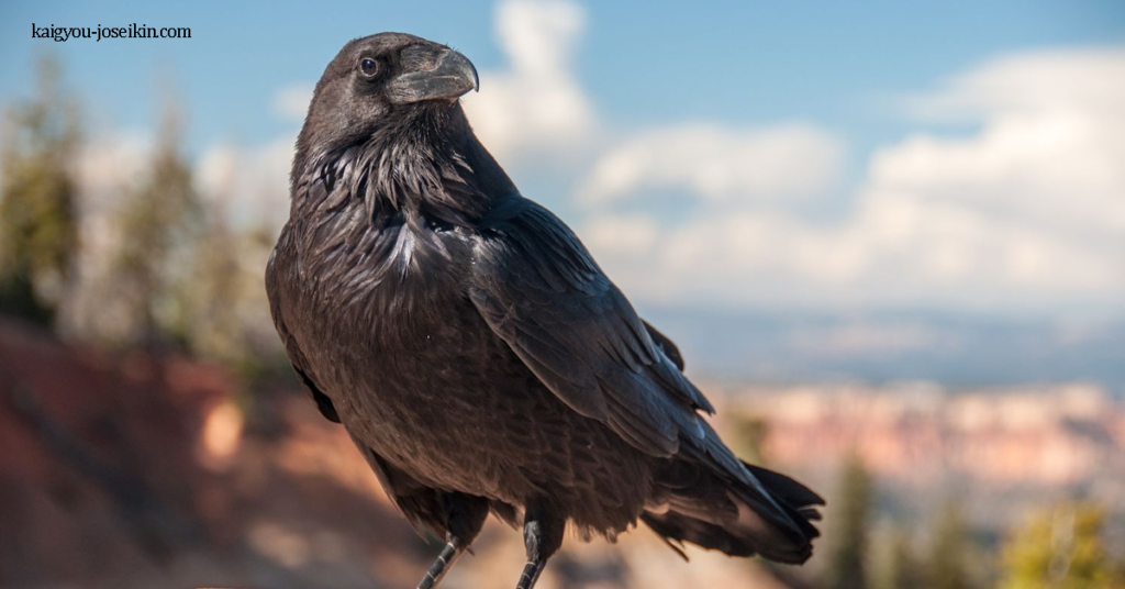 COMMON RAVEN นกเรเวนหรืออีกาธรรมดา เป็นนกพาสเซอรีนสีดำล้วนขนาดใหญ่ พบได้ทั่วซีกโลกเหนือ มันเป็นหนึ่งในสองนกคอร์วิด