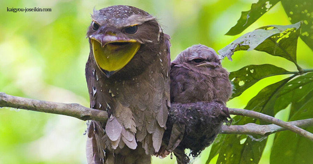 TAWNY FROGMOUTH นกปากกบ เป็นสายพันธุ์ของ frogmouth ที่มีถิ่นกำเนิดในแผ่นดินใหญ่มากของออสเตรเลีย มักถูกเข้าใจผิดว่าพวกมัน
