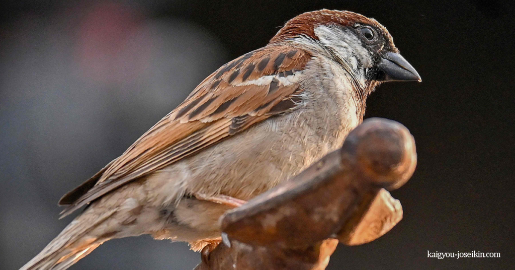 HOUSE SPARROW นกกระจอกบ้าน เป็นนกพาสเซอรีนขนาดเล็กที่พบในพื้นที่ทุกส่วนของบนโลก ขอบเขตของมันทำให้มันเป็นนกป่าที่
