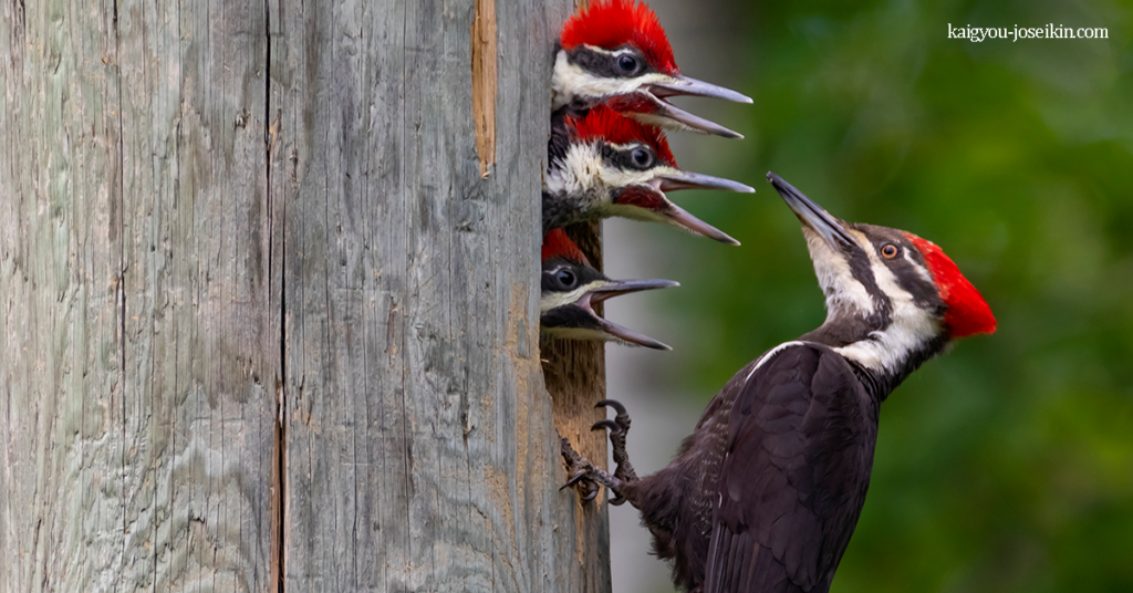PILEATED WOODPECKER นกหัวขวาน เป็นนกหัวขวานที่มีขนาดใหญ่มาก ที่อาศัยอยู่ในป่าทางตอนเหนือ มันเป็นนกหัวขวานที่ใหญ่ที่ยังหลง
