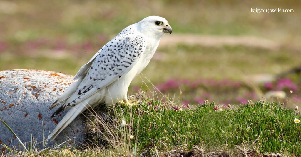 GYRFALCON นกไจร์ฟัลคอน เป็นเหยี่ยวที่ใหญ่ที่สุดในบรรดาสายพันธุ์ มันเป็นนกประจำดินแดนตะวันตกเฉียงเหนือของแคนาดา