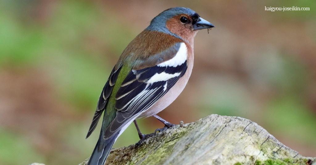 COMMON CHAFFINCH นกแชฟฟินช์สามัญ เป็นนกจำพวกพาสเซอรีนขนาดเล็กที่พบได้ทั่วไปในตระกูลฟินช์ นกแชฟฟินช์ตัวผู้ที่โต