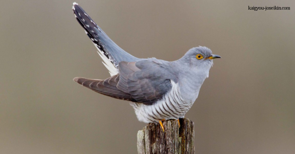 COMMON CUCKOO นกคัคคูพันธุ์ยุโรป เป็นนกรูปร่างเพรียวขนาดกลาง มีลำตัวสีเทาและหางยาวคล้ายเหยี่ยวนกกระจอกบิน ซึ่งเกิดขึ้นเป็น
