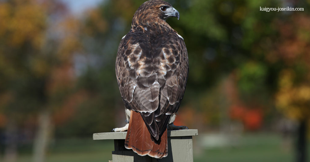 RED-TAILED HAWK เหยี่ยวหางแดง เป็นนกล่าเหยื่อที่ขยายพันธุ์ไปทั่ว เป็นหนึ่งในสมาชิกที่พบมากที่สุดในสกุล Buteo นกเหล่านี้จึงเป็น