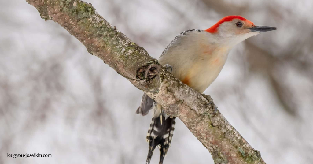 RED-BELLIED WOODPECKER นกหัวขวานท้องแดง เป็นนกหัวขวานที่มีขนาดกลาง พวกมันแพร่กระจายพันธุ์เป็นส่วนใหญ่ในภูมิภาคตะวัน