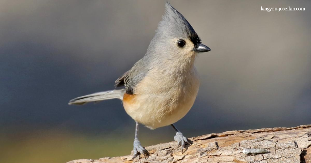 TUFTED TITMOUSE นกหัวจุก เป็นนกขับขานขนาดเล็กจากอเมริกาเหนือ นกหัวจุกมีด้านหน้าสีขาวและลำตัวด้านบนสีเทาที่ขอบข้างเป็นสีสนิม