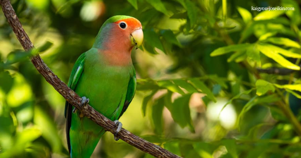 ROSY-FACED LOVEBIRD นกเลิฟเบิร์ดหน้าสีดอกกุหลาบ เป็นนกเลิฟเบิร์ดสายพันธุ์หนึ่งที่มีถิ่นกำเนิดในพื้นที่แห้งแล้ง นกเหล่านี้ส่งเสียง