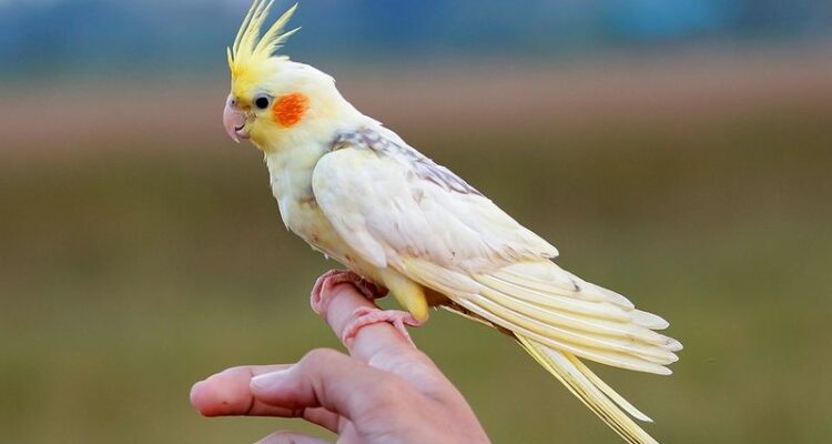 Cockatiel นกค็อกคาเทล