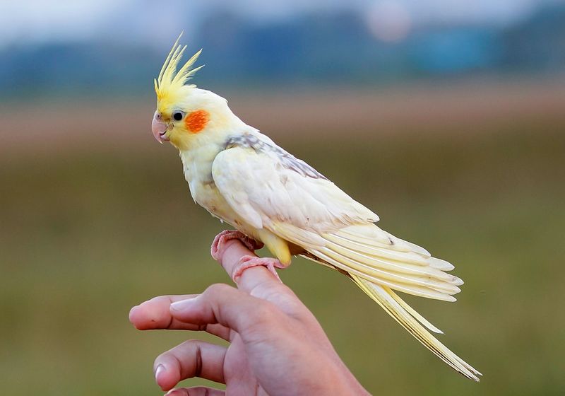 Cockatiel นกค็อกคาเทล