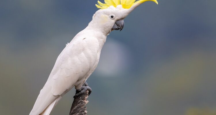 Cockatoo นกแก้วหงอนเด่น เข้าใจง่าย ขี้อ้อน และเป็นเพื่อนที่ดีของคนรักสัตว์เลี้ยง