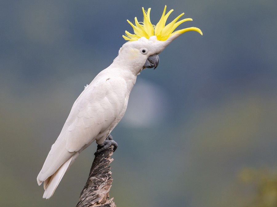 Cockatoo นกแก้วหงอนเด่น เข้าใจง่าย ขี้อ้อน และเป็นเพื่อนที่ดีของคนรักสัตว์เลี้ยง