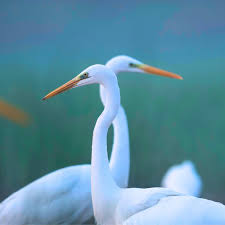 Little white-necked bird นกคอขาวตัวเล็กผู้มีเสน่ห์เฉพาะตัว