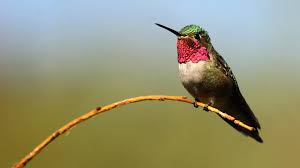 Ruby-throated bird นกคอแดงสวยโดดเด่น บินไว และเต็มไปด้วยเสน่ห์