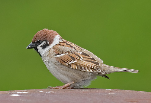 Sparrow นกกระจอก ผู้รักษาสมดุลเงียบ ๆ ของธรรมชาติ