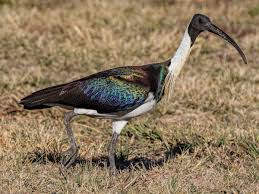 Thousand-necked bird นกคอพันผู้ลึกลับ รูปลักษณ์โดดเด่นและน่าค้นหา