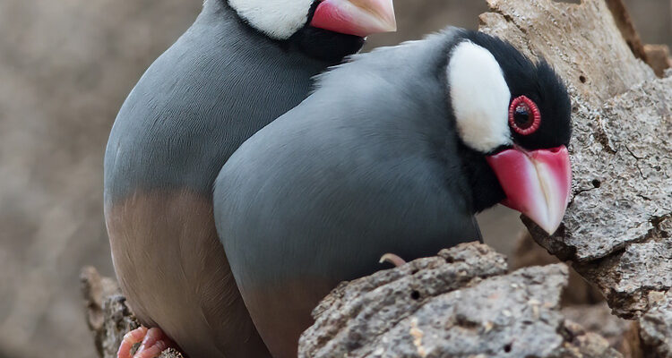 java sparrow