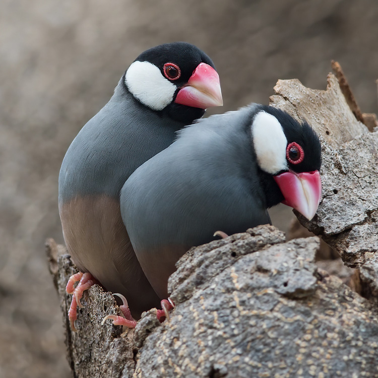 java sparrow